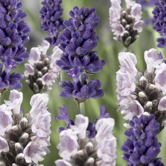 Lavanda 'Scent Blue & White'