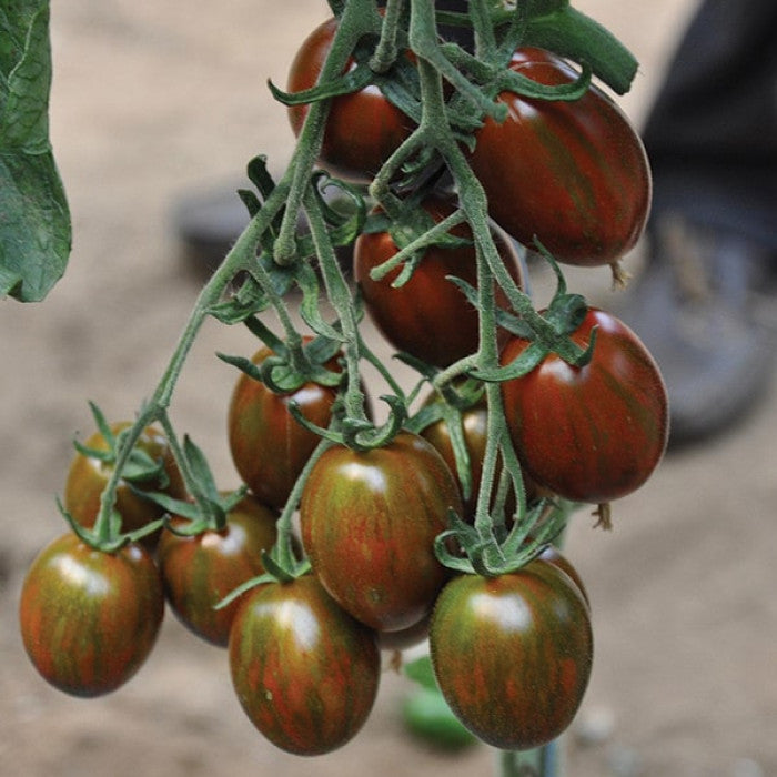 Tomāti 'Crispino Plum' F1 JAUNUMS!