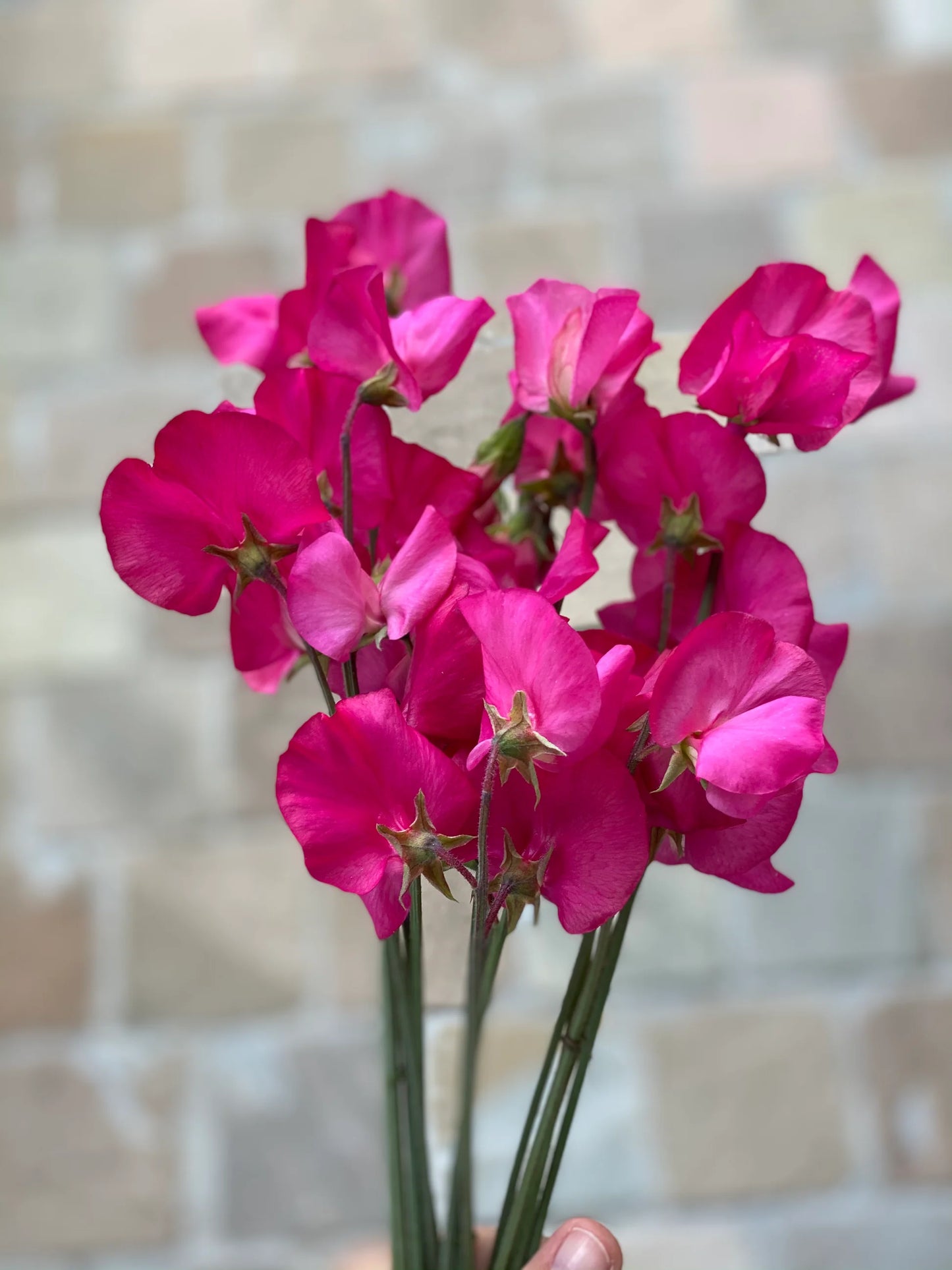 Puķuzirņi 'Spring Sunshine Cerise'