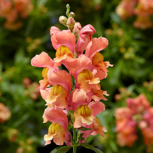 Lauvmutīte 'Snaptini Peach' zemās