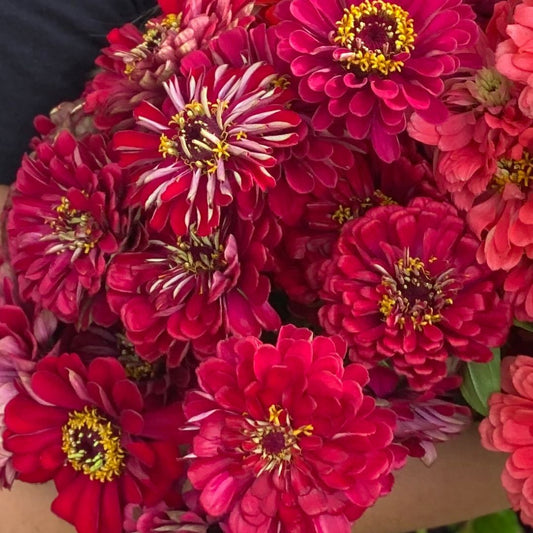 Cinnijas Benary's Giant Deep Red'