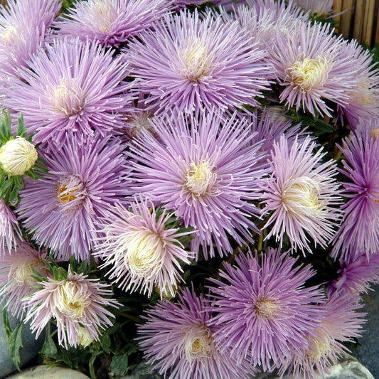 Asteres 'Starlight Powder Blue'