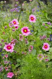 Kosmeja 'Sonata Pink Blush'