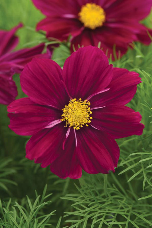 Kosmeja 'Sonata Purple Shades'