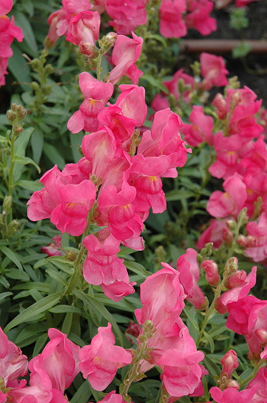 Lauvmutīte 'Speedy Sonnet Rose' zemās