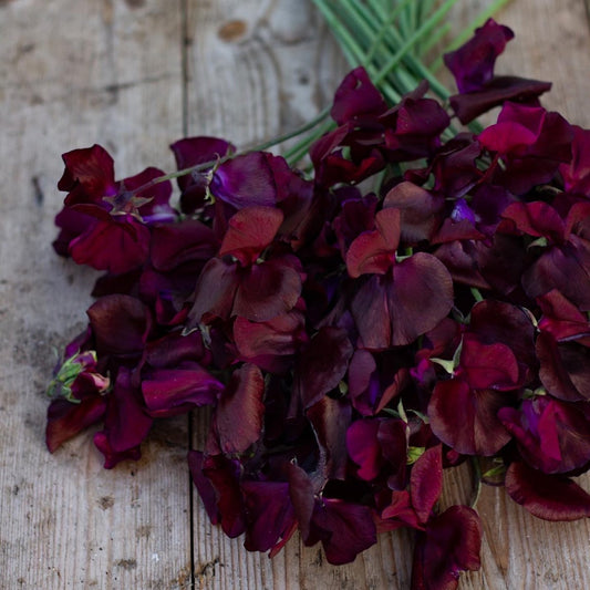 Puķuzirņi 'Spring Sunshine Burgundy'