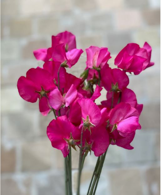 Puķuzirņi 'Spring Sunshine Cerise'