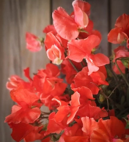 Puķuzirņi 'Spring Sunshine Orange'