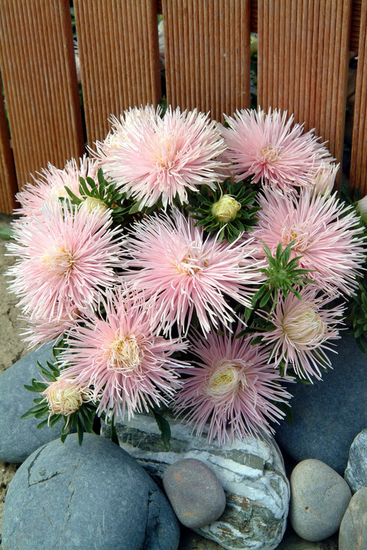 Asteres 'Starlight Light Pink'