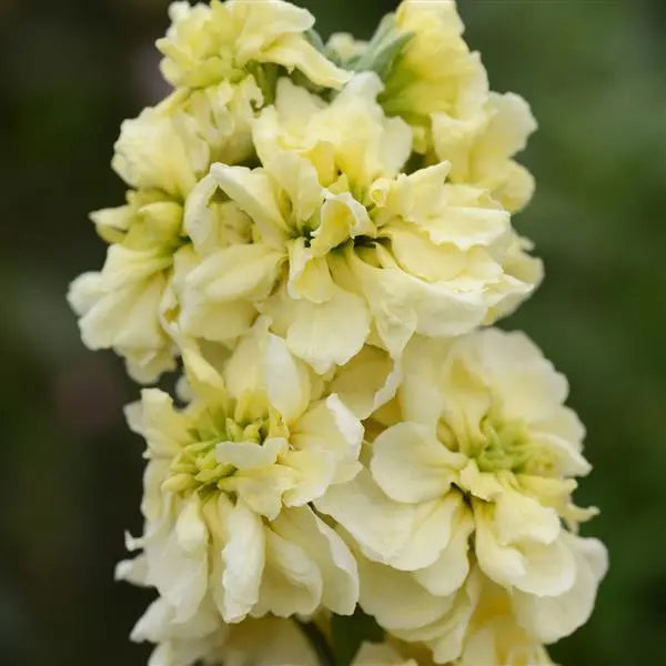 Lefkoja 'Column Miracle Gold'