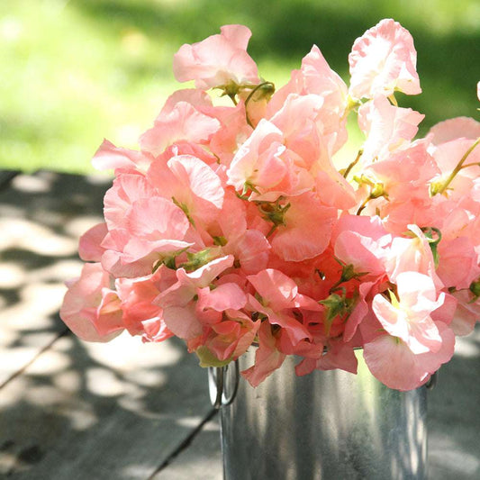 Puķuzirņi  Spring Sunshine Peach