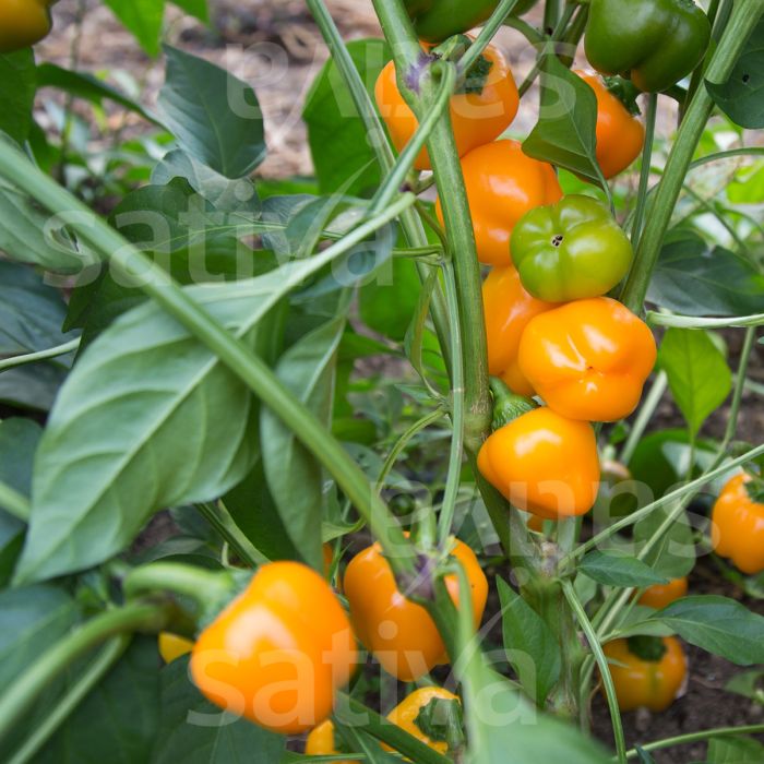 Paprika Sweet Julie BIO JAUNUMS!!!