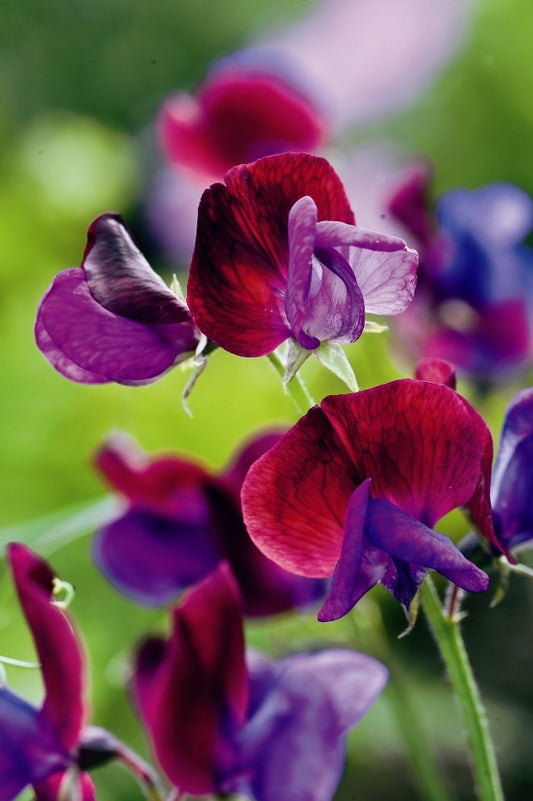 Puķuzirņi 'Grandiflora Matucana'