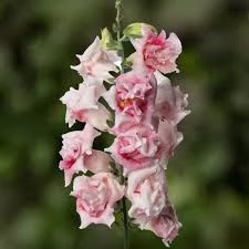 Lauvmutīte 'Sweet Duet Lavender Speckle'