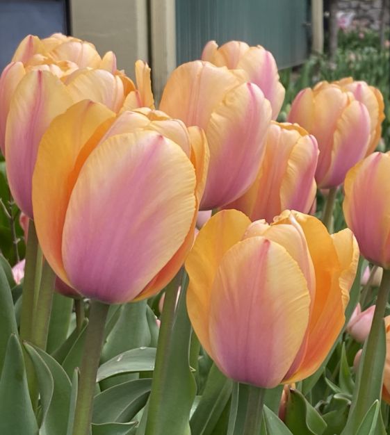 Tulpes 'Blushing Impression'