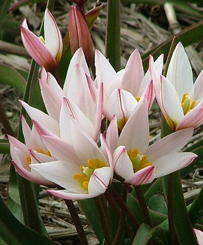 Tulpes cretica 'Hilde'