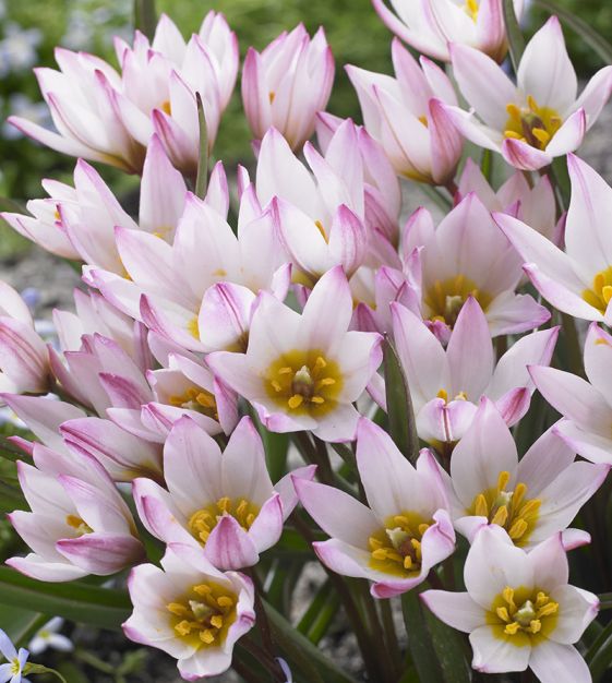 Tulpes cretica 'Hilde'