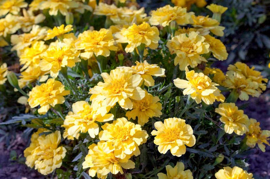 Samtenes zemās 'Alumia Vanilla Cream'