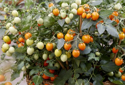 Tomāti 'Tiny Temptations Orange' F1