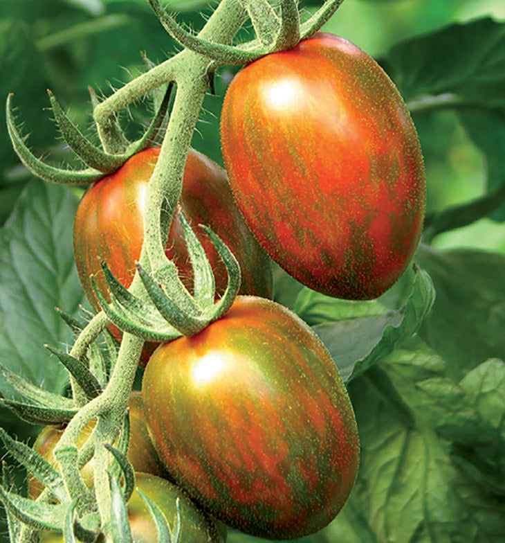 Tomāti 'Crispino Plum' F1 JAUNUMS!