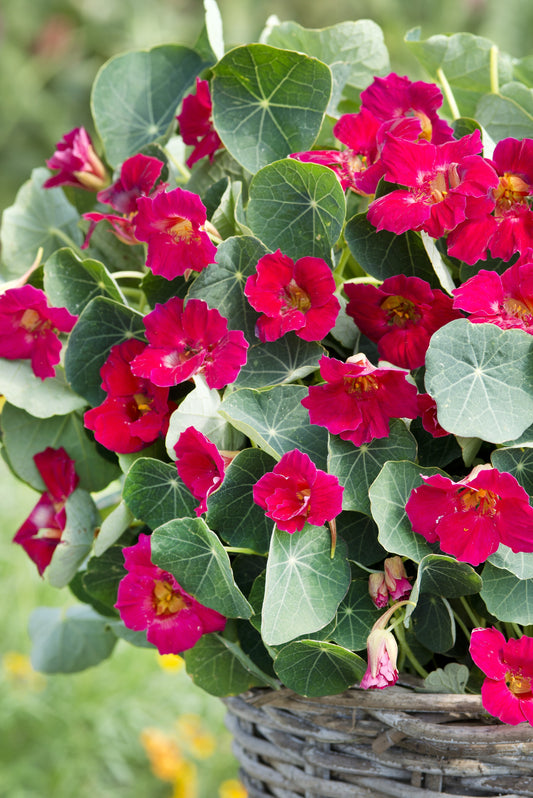 Krese zemā 'Baby Rose'