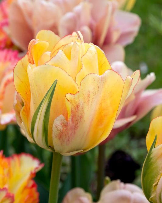 Tulpes 'Akebono'