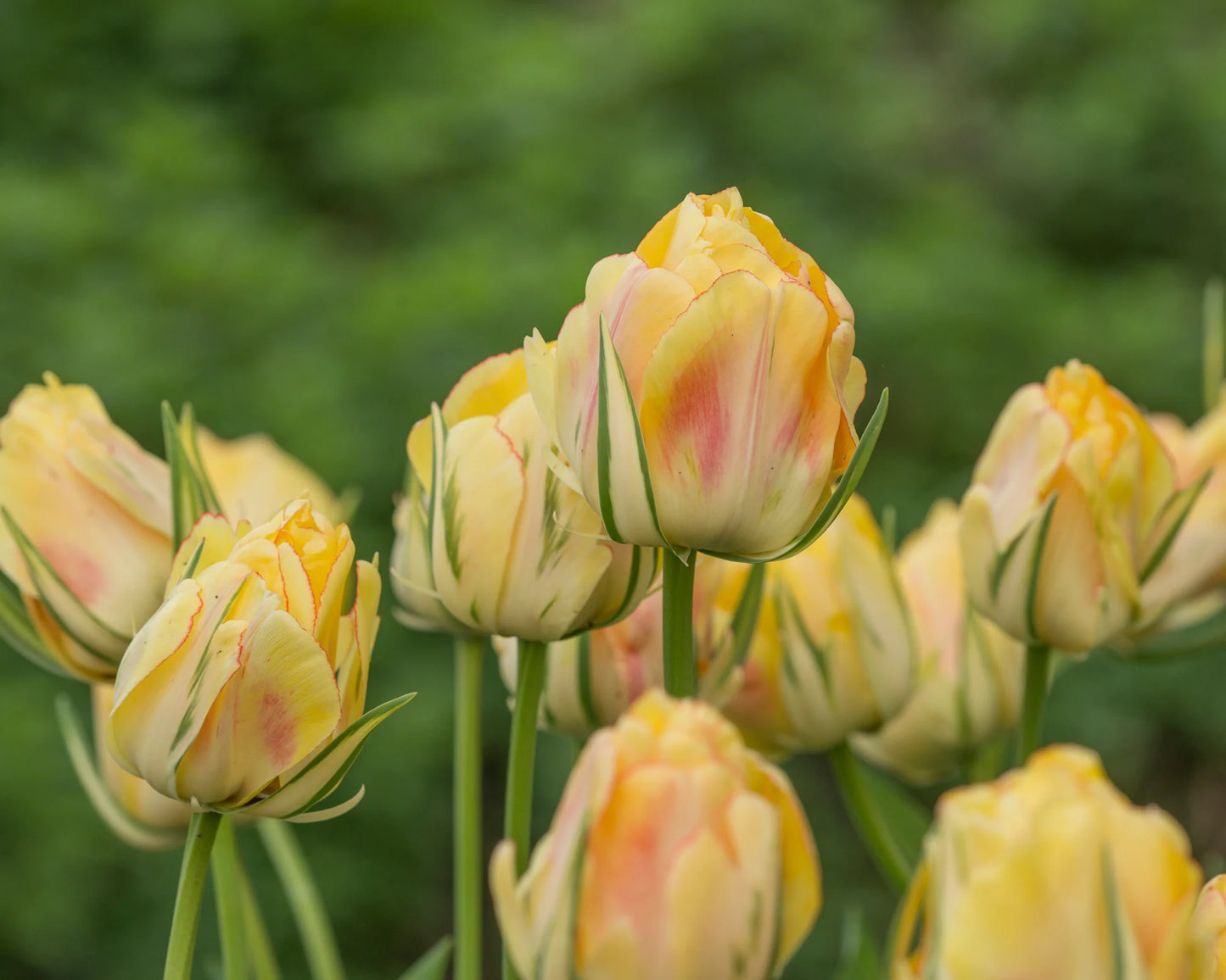 Tulpes 'Akebono'