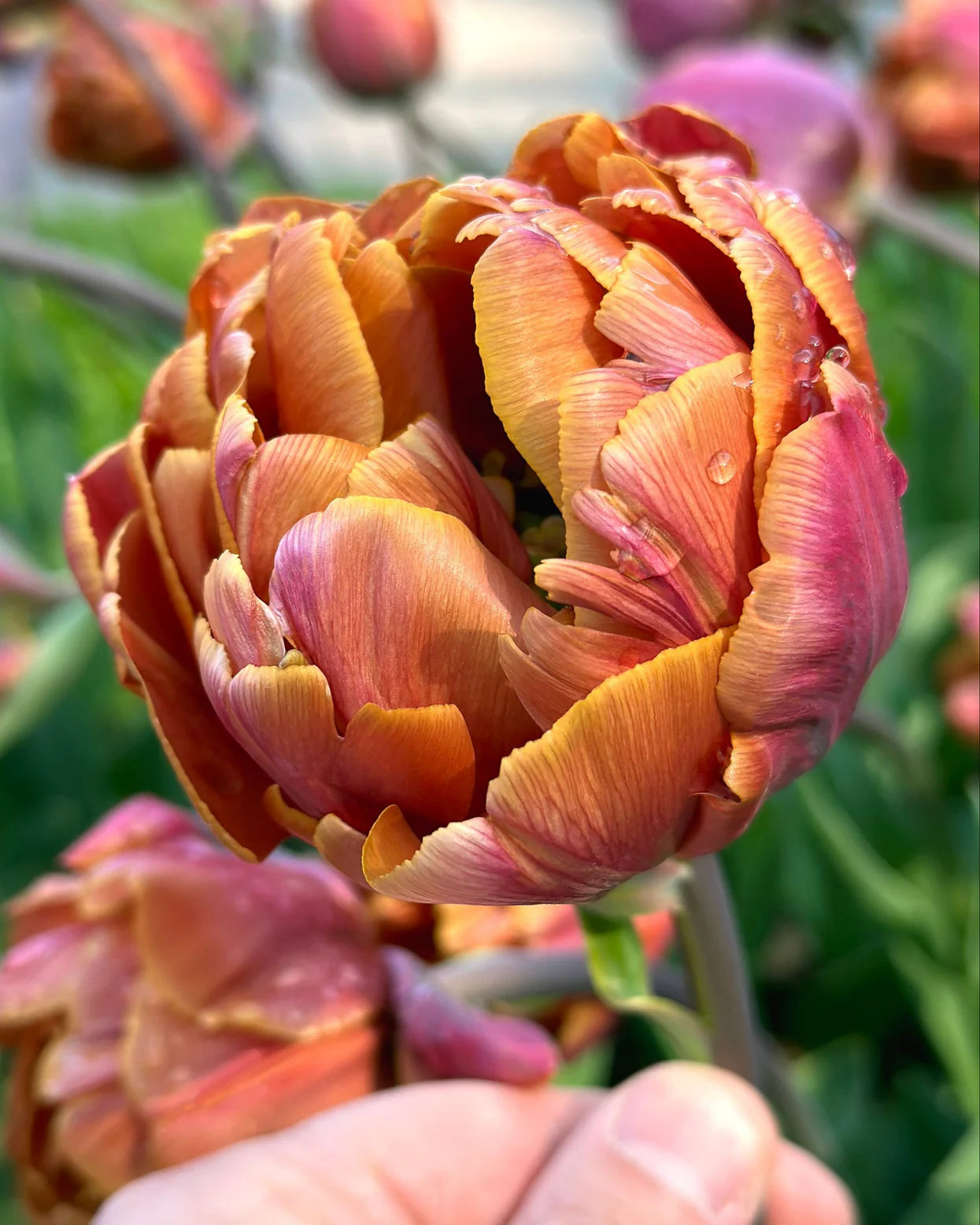Tulpes 'Brasil'