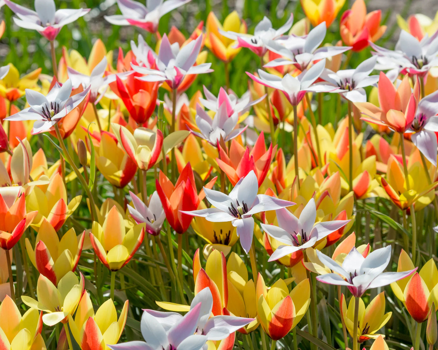 Tulpes 'Clusiana Mix'