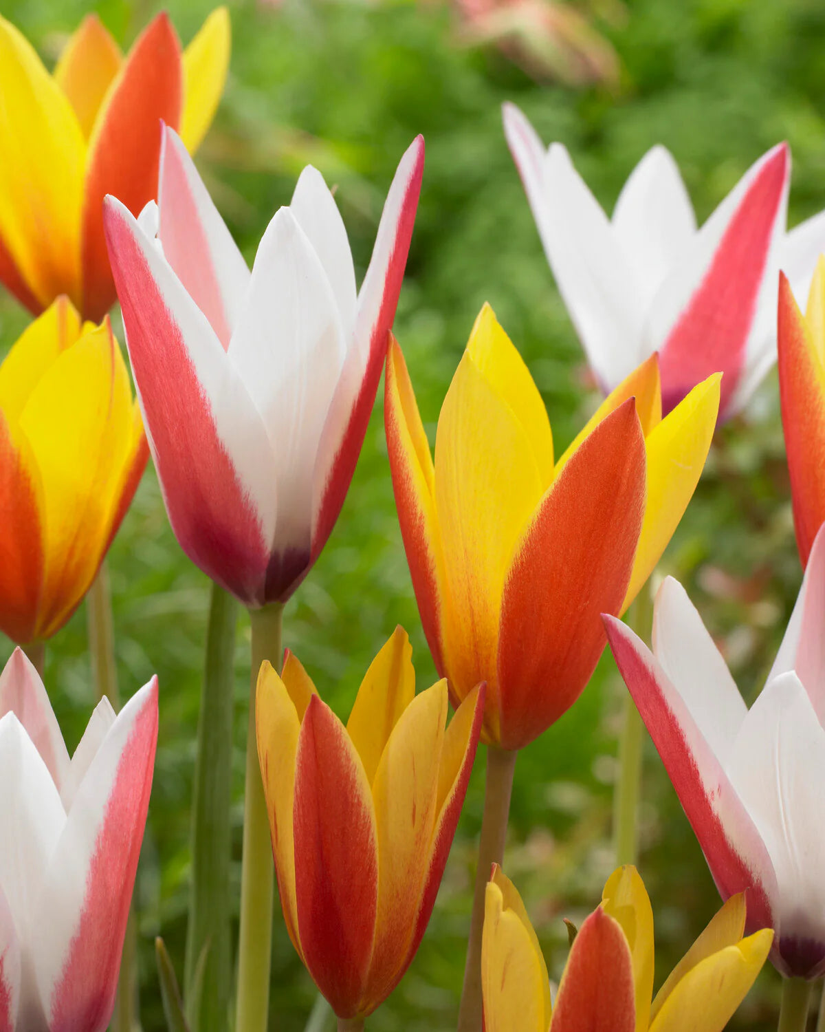 Tulpes 'Clusiana Mix'