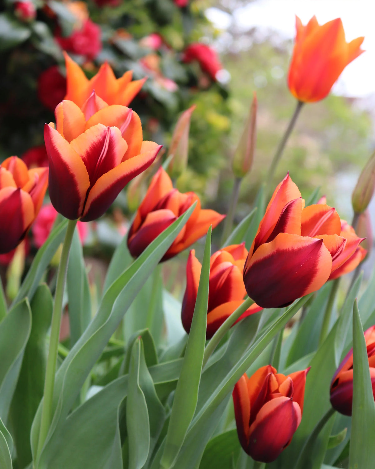 Tulpes 'Slawa'