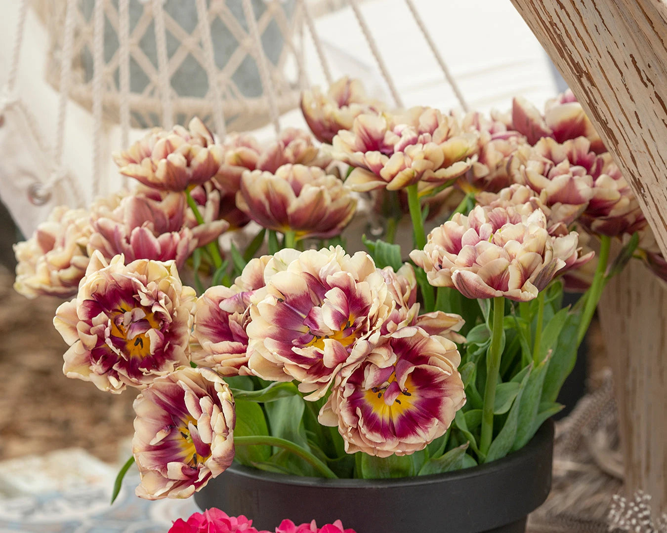 Tulpes 'Wyndham'