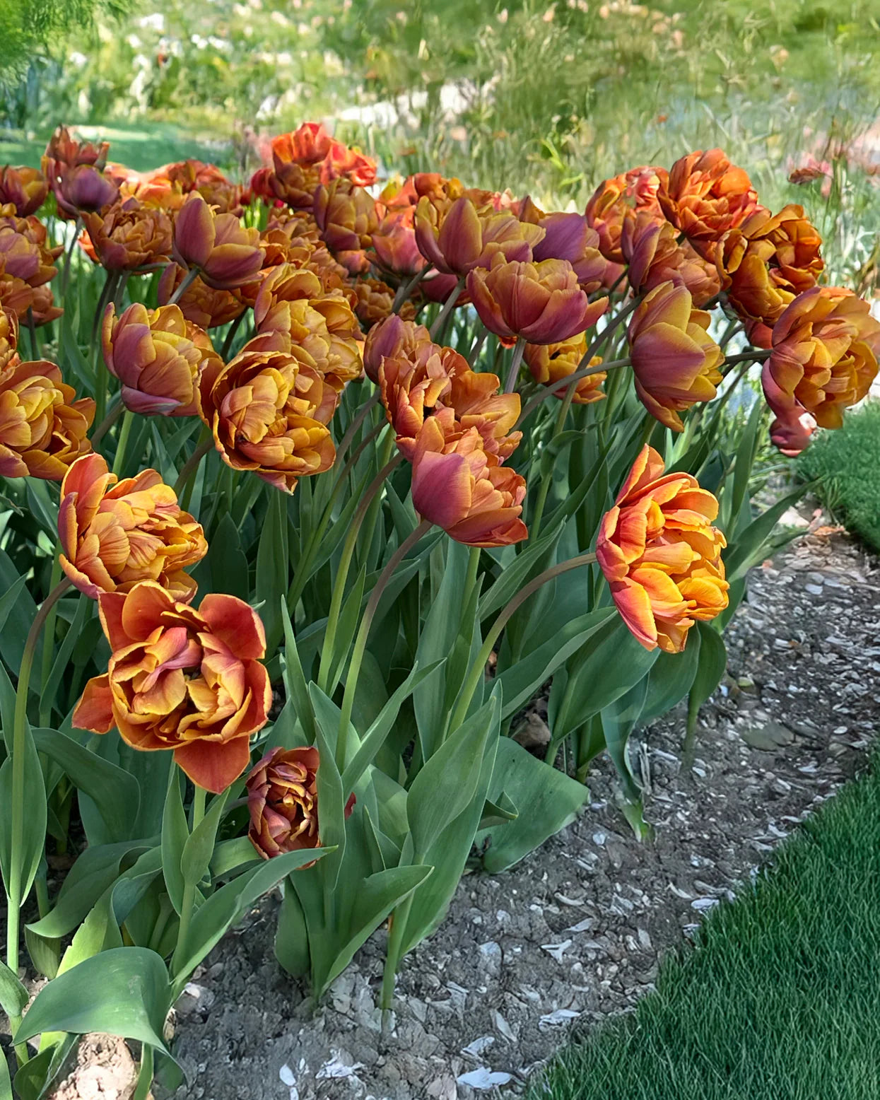 Tulpes 'Brasil'
