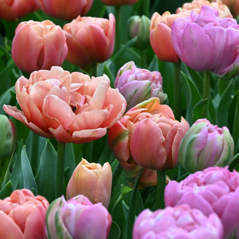 Tulpes 'Amazing Image Mix'