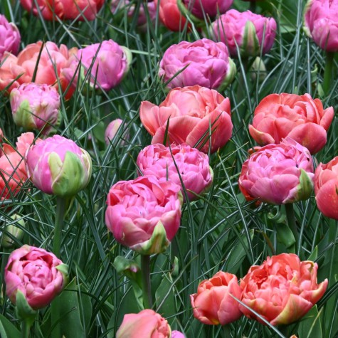 Tulpes 'Amazing Image Mix'