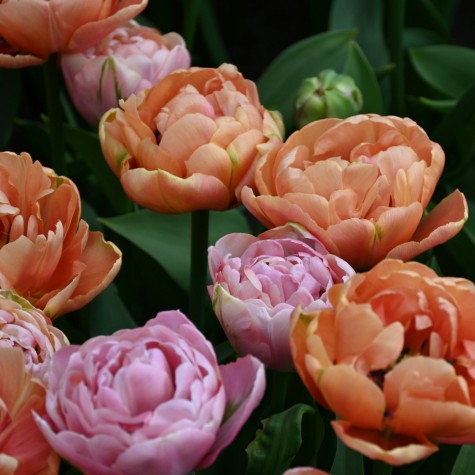 Tulpes 'Amazing Image Mix'