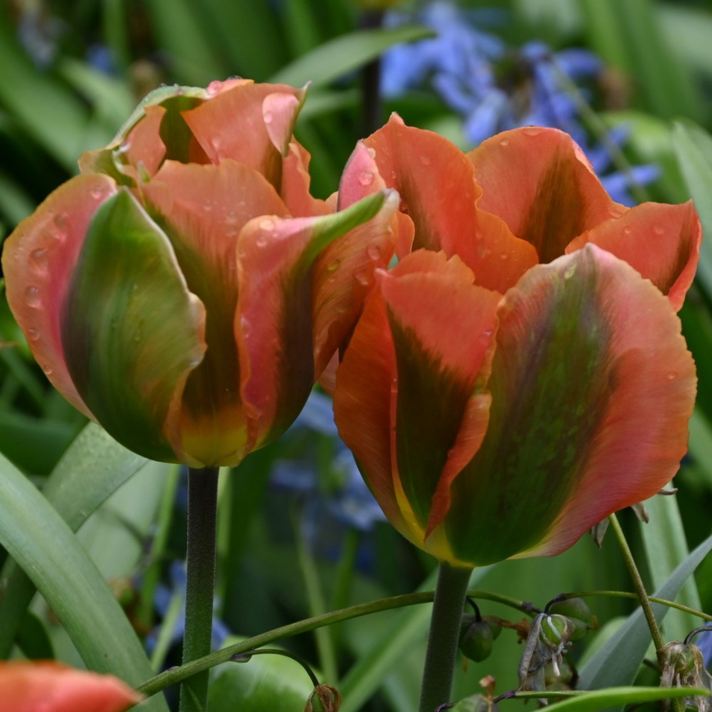 Sīpolpuķu komplekts ar mēslojumu 'Peach&Black'
