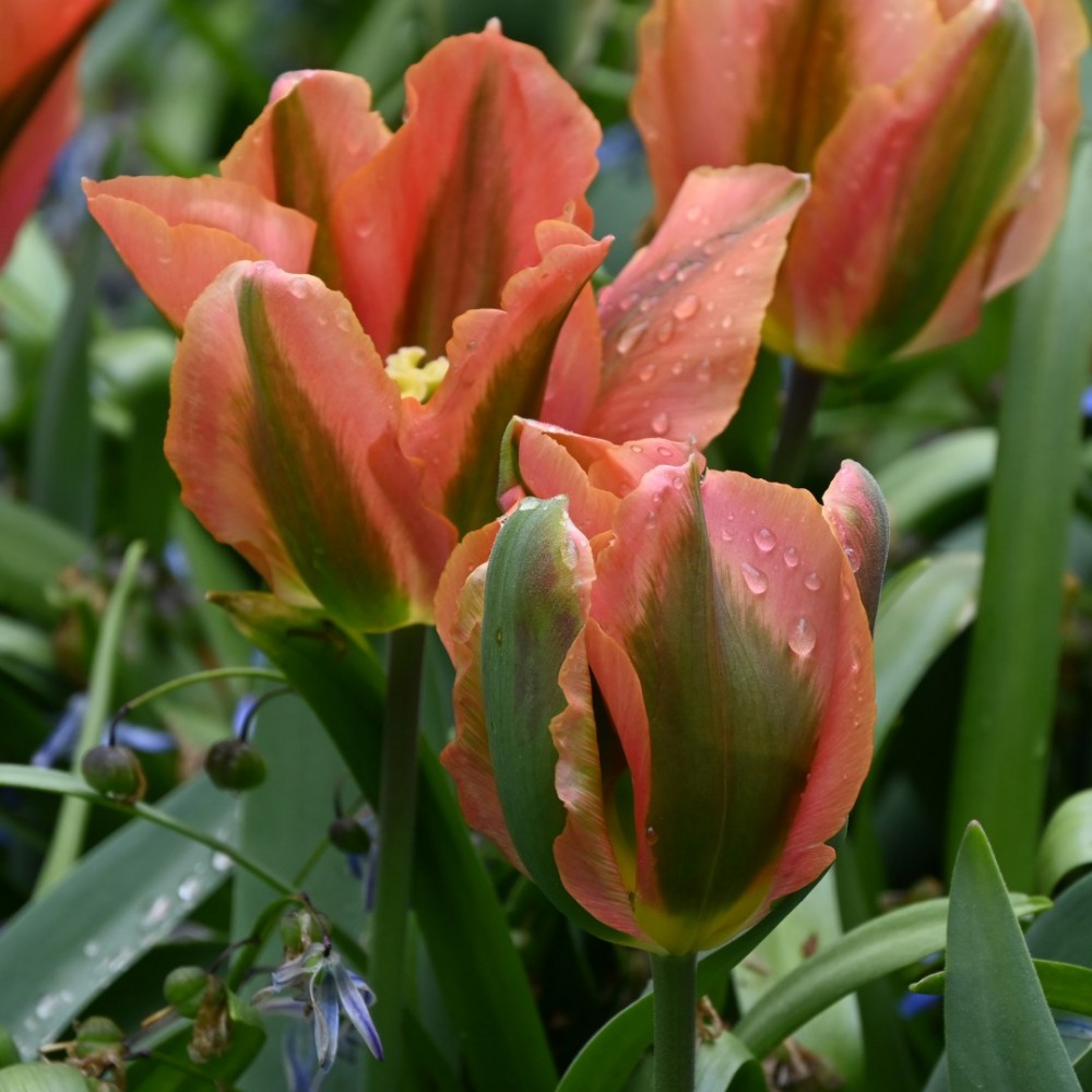 Sīpolpuķu komplekts ar mēslojumu 'Peach&Black'