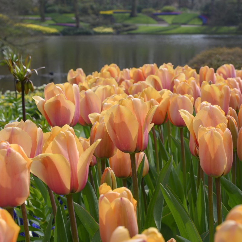 Tulpes 'Blushing Impression'