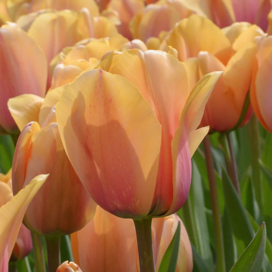 Tulpes 'Blushing Impression'