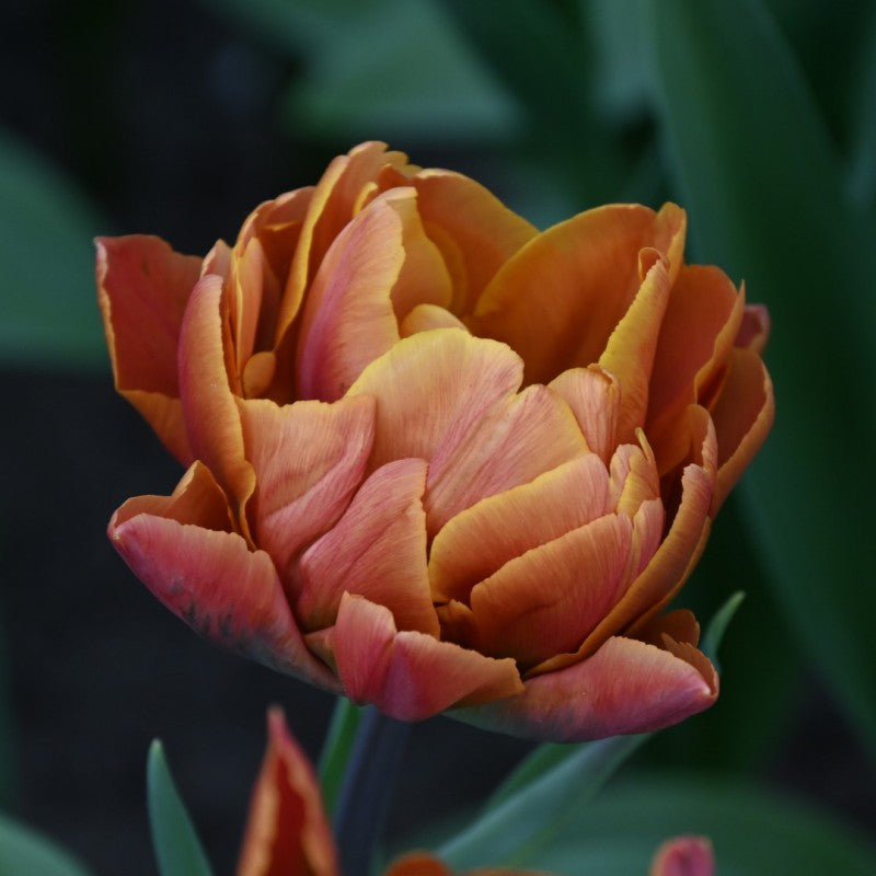 Tulpes 'Brasil'