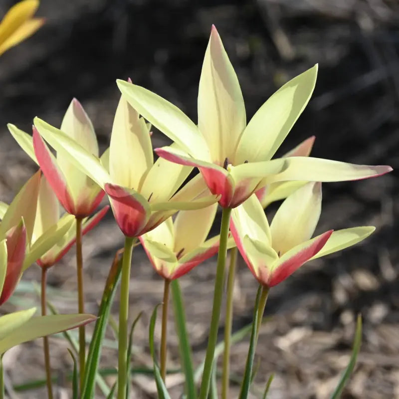 Tulpes clusiana 'Cynthia'