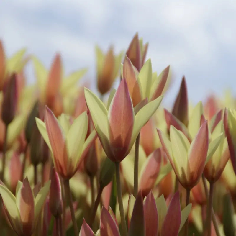 Tulpes clusiana 'Cynthia'