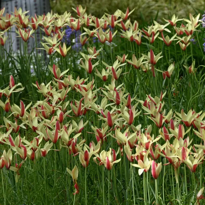Tulpes clusiana 'Cynthia'