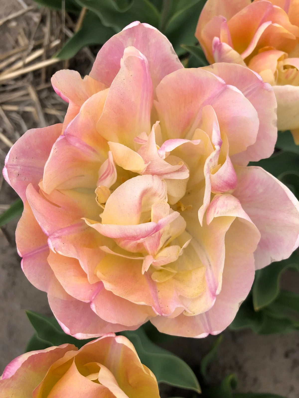 Sīpolpuķu komplekts ar mēslojumu 'Gold&Peach'