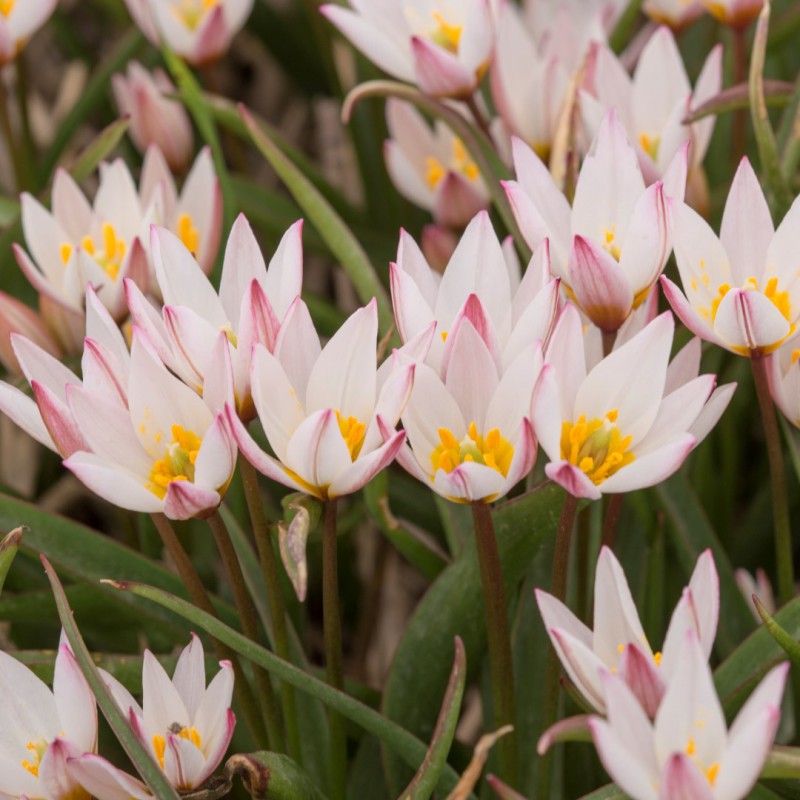 Sīpolpuķu komplekts ar mēslojumu 'Botanical' B