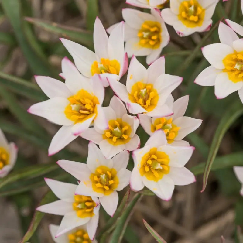 Tulpes cretica 'Hilde'