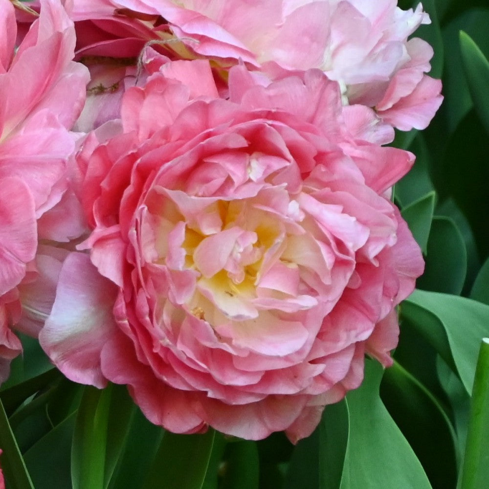 Tulpes 'Double Sugar'
