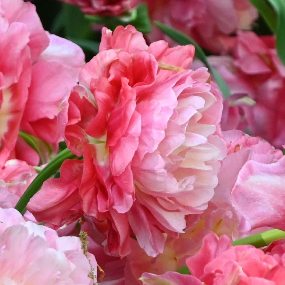Tulpes 'Double Sugar'