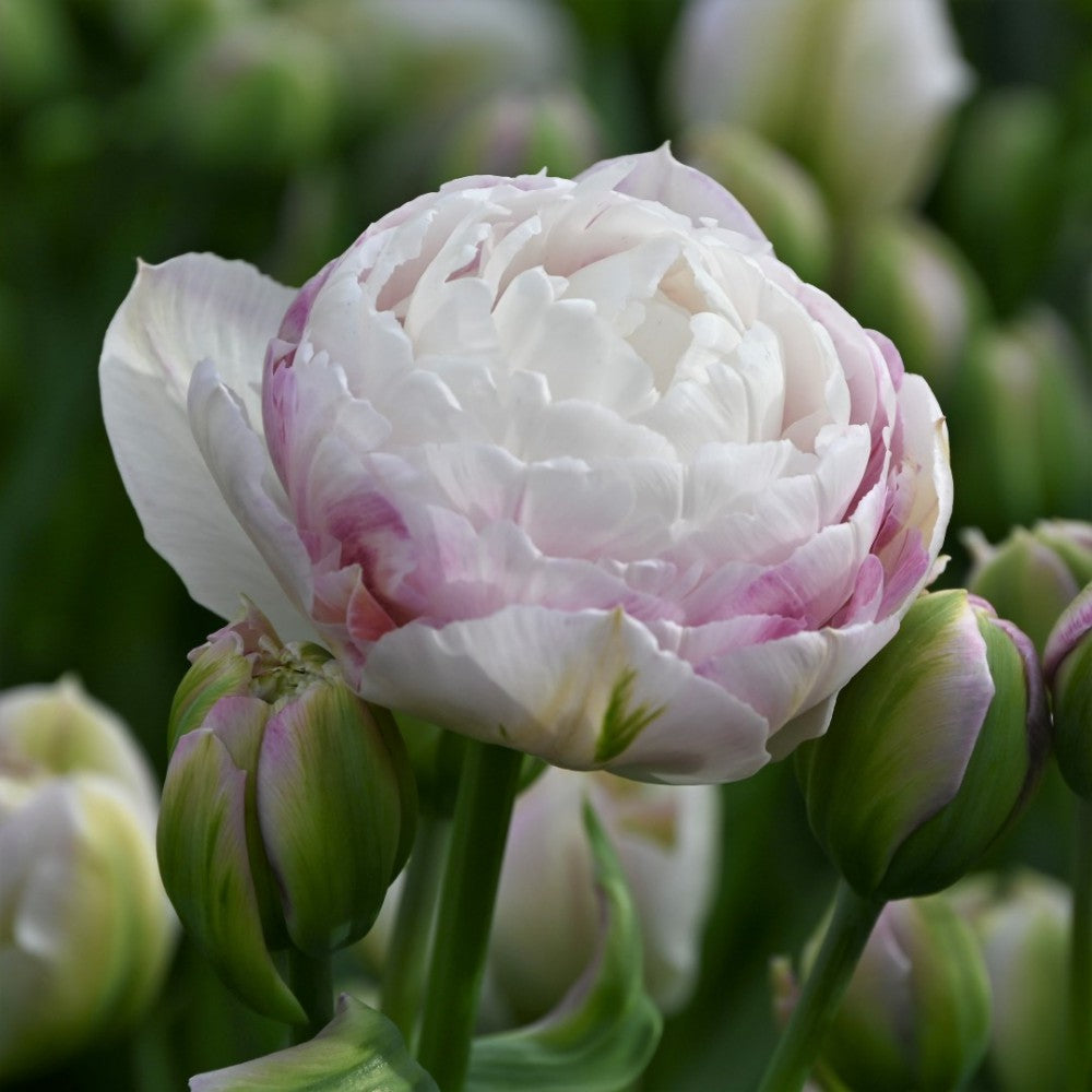 Tulpes 'Double Surprise'